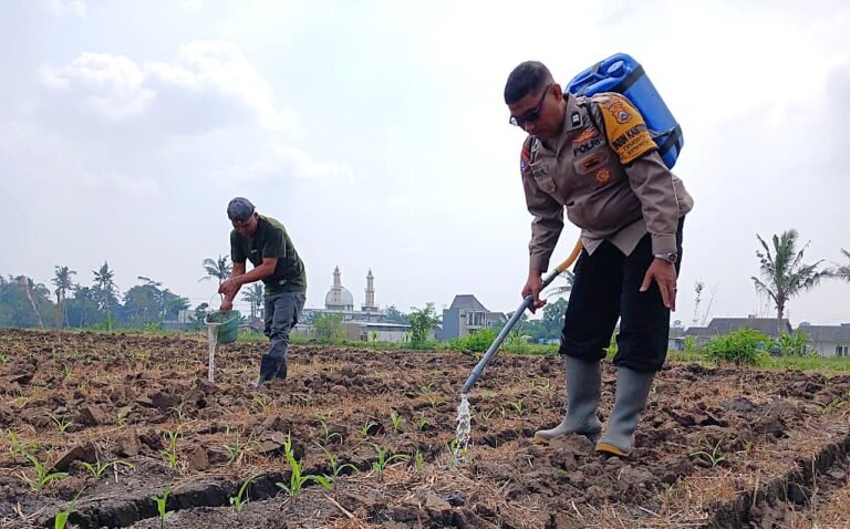 Perkuat Ketahanan Pangan, Pak Bhabin Polresta Malang Kota Turun ke Ladang Dampingi Petani Sirami Tanaman Jagung