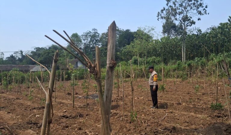 Pak Bhabin Terus Dampingi Petangi Jagung, Dukung Program Ketahanan Pangan Nasional Hingga Tingkat Warga