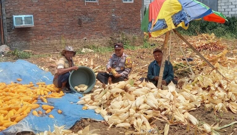 Panen 8 Kuintal Jagung, Pak Bhabin Polsek Lowokwaru Bantu Petani Panen Hingga Pengupasan Jagung