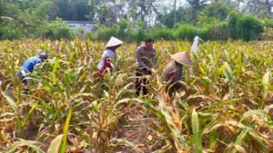 Polresta Malang Kota Terus Perkuat Dukungan Ketahanan Pangan Nasional Melalui Pendampingan Petani Jagung