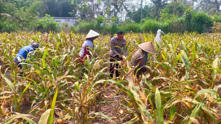Polresta Malang Kota Terus Perkuat Dukungan Ketahanan Pangan Nasional Melalui Pendampingan Petani Jagung