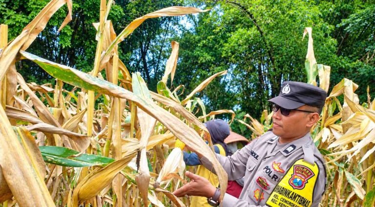 Konsisten Dukung Ketahanan Pangan, Bhabinkamtibmas Aiptu Kholil Dampingi Panen 1,2 Ton Jagung
