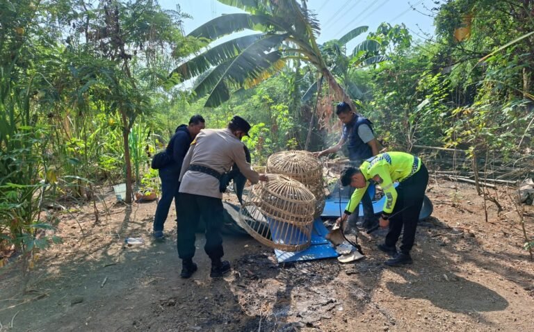 Polsek Waru Bongkar Arena Sabung Ayam di Bungurasih Utara